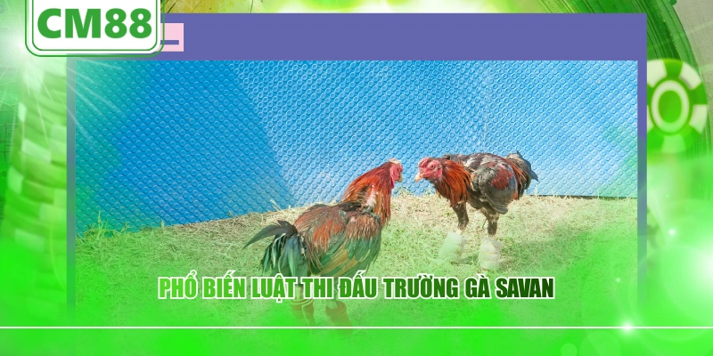 Phổ biến luật thi đấu trường gà Savan